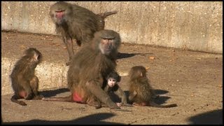 Mother Baboon Protecting Baby Papio hamadryas [upl. by Ahsemac]