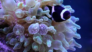 Clown Fish and Anemone Hosting [upl. by Brendin290]