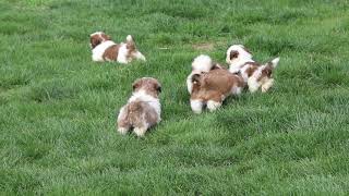 Shih Tzu Puppies For Sale [upl. by Terhune]