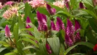 Celosia offers color and variety for summer gardens [upl. by Eitsrik]