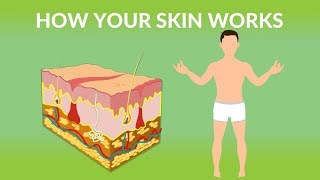 How Your Skin Works  How does the skin work Human skin Structure and Function [upl. by Airotnes208]