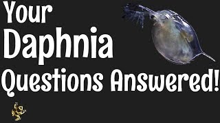 Daphnia Questions Answered [upl. by Roeser]