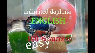 daphnia moina culture Easy way Unlimited production English  with sub Green water Chlorella [upl. by Eseuqram388]