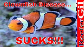 How To Treat Brooklynella Clownfish Disease [upl. by Eanwahs168]