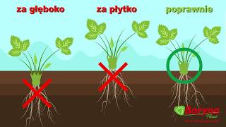 Jak sadzić truskawki [upl. by Filahk]