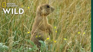 Prairie Dog Pups Annoy Their Dad  Prairie Dog Manor [upl. by Nnaeel]