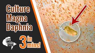 How to culture DAPHNIA MAGNA  The easy way [upl. by Tidwell189]