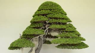 Juniper Bonsai care [upl. by Carrew]