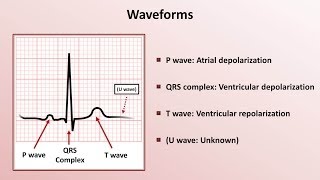 Intro to EKG Interpretation  Waveforms Segments and Intervals [upl. by Anehta]