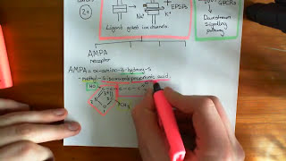 Introduction to Glutamate Receptors [upl. by Adnaram]