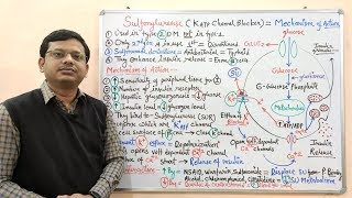 Diabetes Mellitus Part10 Mechanism of Action of Sulfonylurease  Antidiabetic Drugs  Diabetes [upl. by Enialedam]