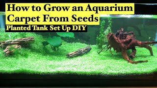 How to Grow Aquarium Carpet from Seeds Planted a Tank Set Up DIY [upl. by Rednael495]