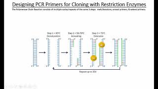 Designing PCR Primers [upl. by Errot582]