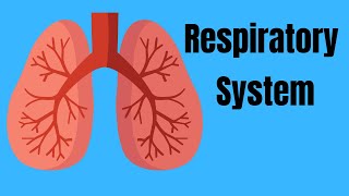 Respiratory System Basics [upl. by Harms]