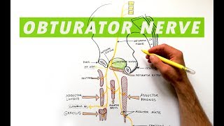 Obturator Nerve  Anatomy Tutorial [upl. by Milda814]