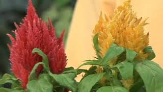 Celosia Plant Care [upl. by Azilanna]