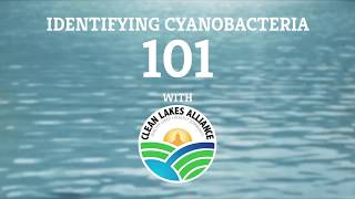 Identifying Cyanobacteria 101 [upl. by Auqinot]