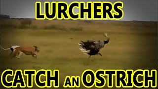 Lurchers Catch an Ostrich  Working Lurchers [upl. by Templas395]