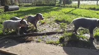 chiots bouvier australien cattledog [upl. by Yvonne]