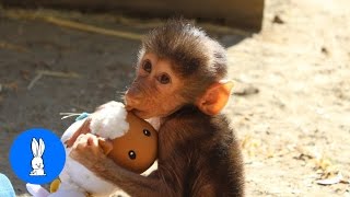 Adorable Baby Baboon Sooking  FUNNIEST Compilation [upl. by Eiznik]