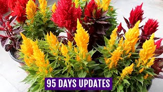 Know How to Grow n Care for Celosia Plants  Complete GUIDE [upl. by Eulalia492]