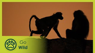 Baboons  Africas Wild Wonders  Go Wild [upl. by Benia]