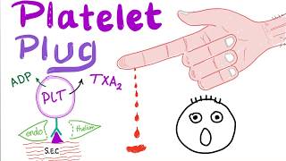 Platelet Plug  Primary Hemostasis  Platelet Adhesion amp Aggregation  How The Clot Forms [upl. by Eneloj833]