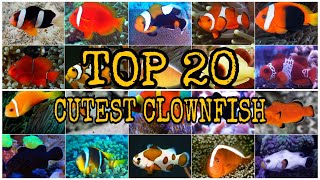 TOP 20 CUTEST CLOWNFISH [upl. by Na]