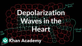 Depolarization waves flowing through the heart  NCLEXRN  Khan Academy [upl. by Ripleigh]