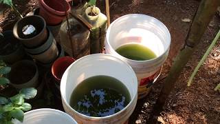 How to grow Green Water Algae [upl. by Desberg135]