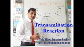 Transamination Reaction [upl. by Akerahs]