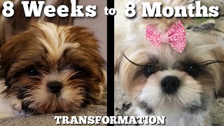 Watch Our Puppy Grow Shih Tzu Transformation [upl. by Gilead915]