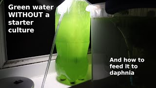 Green Water WITHOUT a Starter Culture  From Scratch  How To [upl. by Flight925]