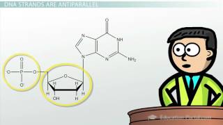 DNA  Adenine Guanine Cytosine Thymine [upl. by Anuala890]