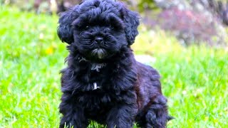 Shih Poo  The Ultimate Owners Guide [upl. by Canotas977]