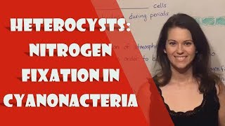 Heterocysts Nitrogen Fixation in Cyanonacteria [upl. by Santa]