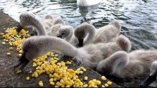 Cygnets baby swans feeding at the park [upl. by Hermy]