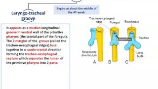 Development of the Respiratory System  Dr Ahmed Farid [upl. by Priscilla637]