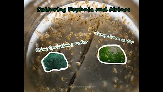 How To Culture Daphnia and Moinas using Green Water Spirulina powder [upl. by Narcissus]