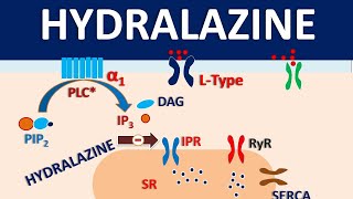 Hydralazine  How it acts as vasodilator [upl. by Salta]