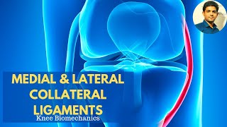 Periodontal ligament Part 1 the principal fibers [upl. by Ahsakat]