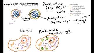 Photosynthetic Cell Structure Cyanobacteria and Algae geobiology [upl. by Acessej]