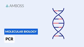 Polymerase Chain Reaction PCR DNA Amplification [upl. by Halladba282]