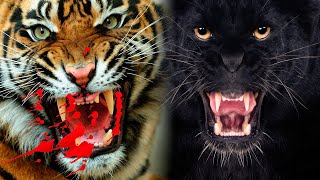 The Most DANGEROUS BIG CATS In The World [upl. by Picker521]