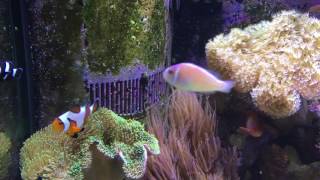 Keeping Reef Fish  Focus on Clownfish [upl. by Igor486]