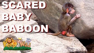 Scared Baby Baboon [upl. by Georgeta]