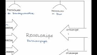 Regulation des Blutzuckerspiegels Regelkreis [upl. by Aicel]