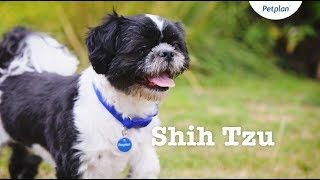 Shih Tzu Puppies amp Dogs  Breed Facts amp Information  Petplan [upl. by Eisserc]