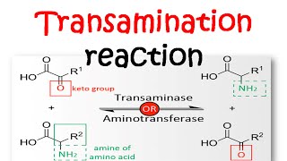 Transamination reaction mechanism [upl. by Thaddeus]