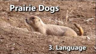 Prairie Dogs Americas Meerkats  Language [upl. by Mckeon676]